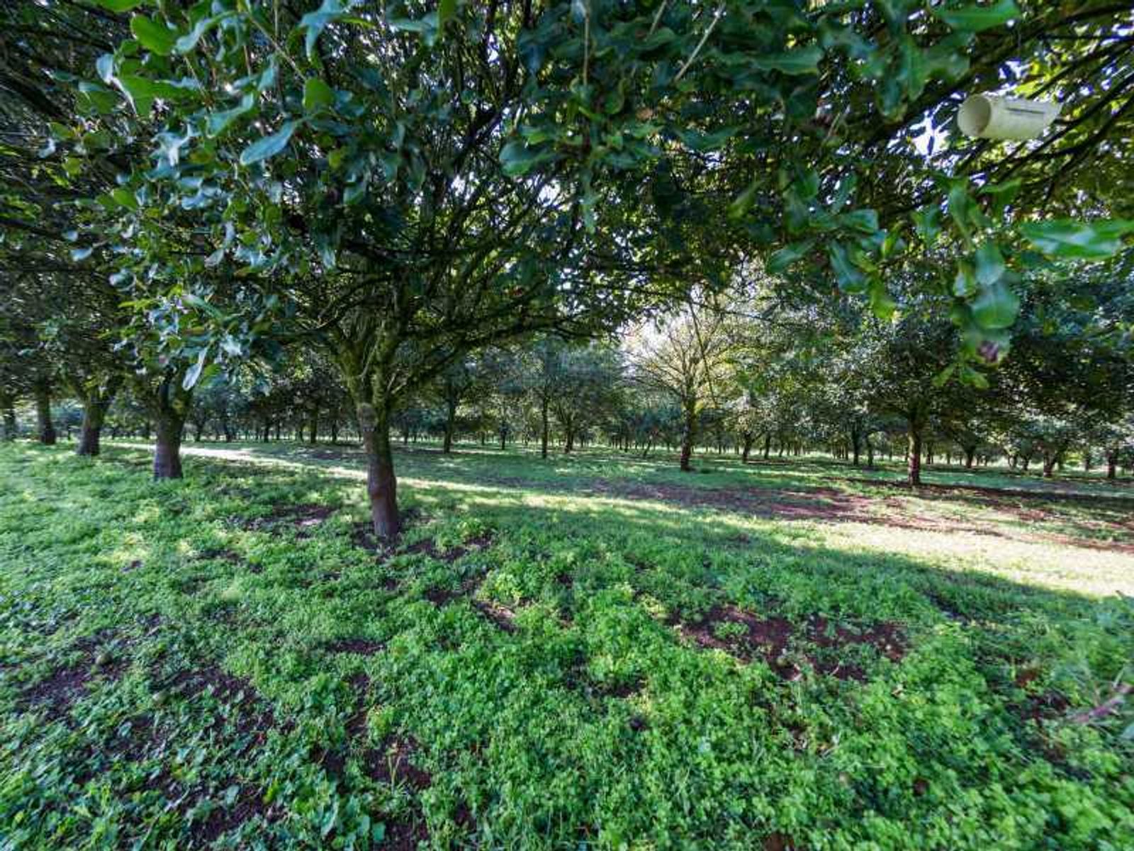 250 Dalwood Road, Dalwood - Thumbnail 7