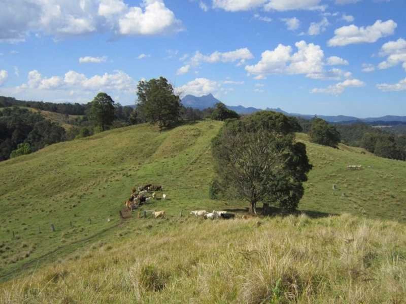 4012 Kyogle Road, Mount Burrell - Thumbnail 5