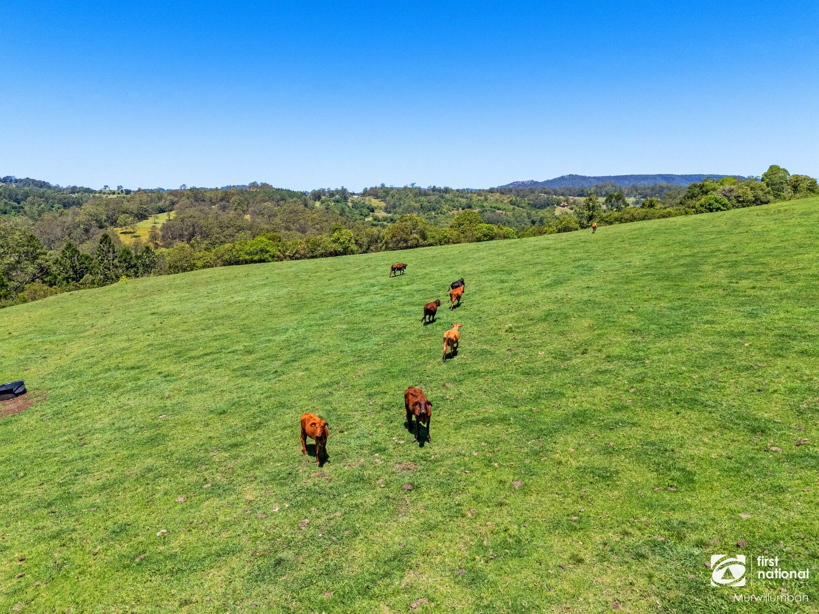 343 Williams Road, Barkers Vale NSW 2474, Barkers Vale - Thumbnail 4