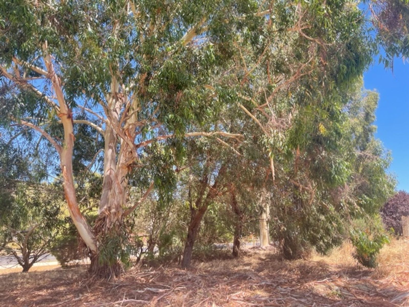 7 Greenstone Way, Boddington WA 6390, Boddington - Thumbnail 3