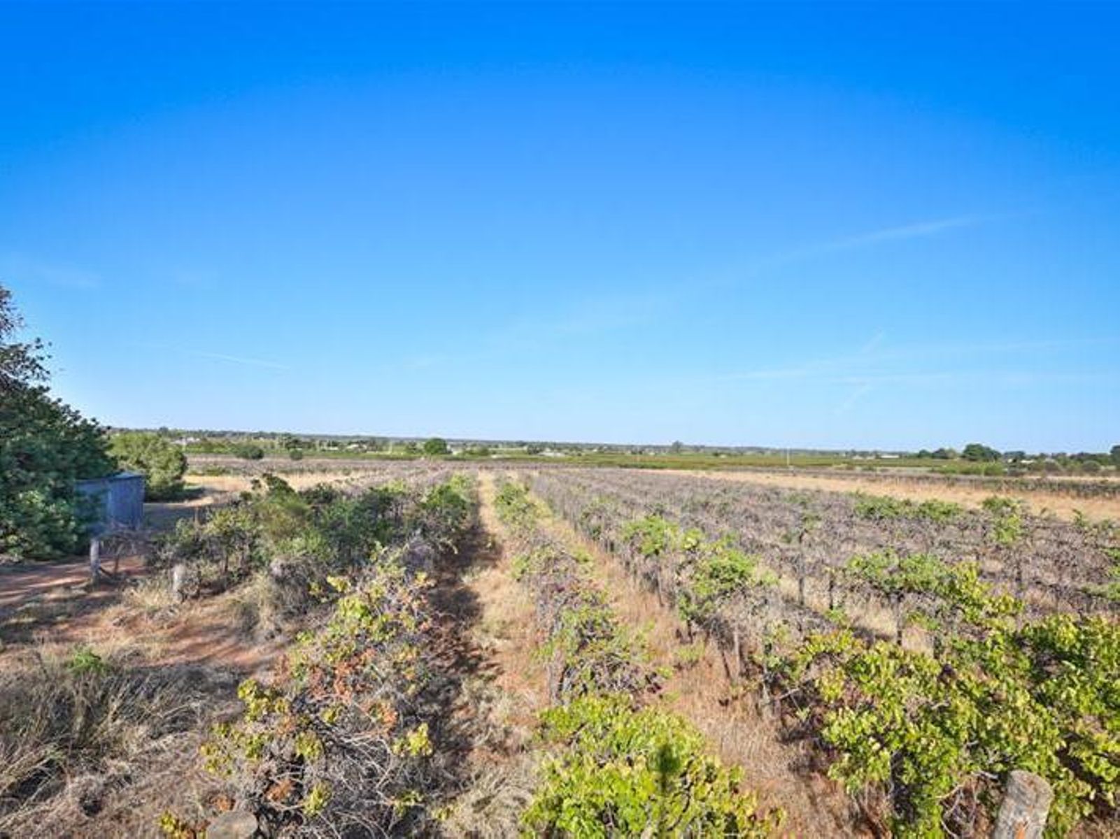 99 Cowanna Avenue, Merbein - Thumbnail 6