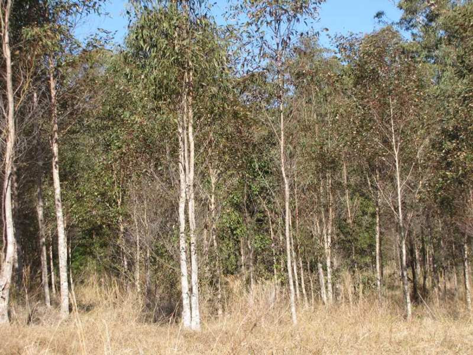Lot 1, Bruxner Highway, Tabulam - Thumbnail 7