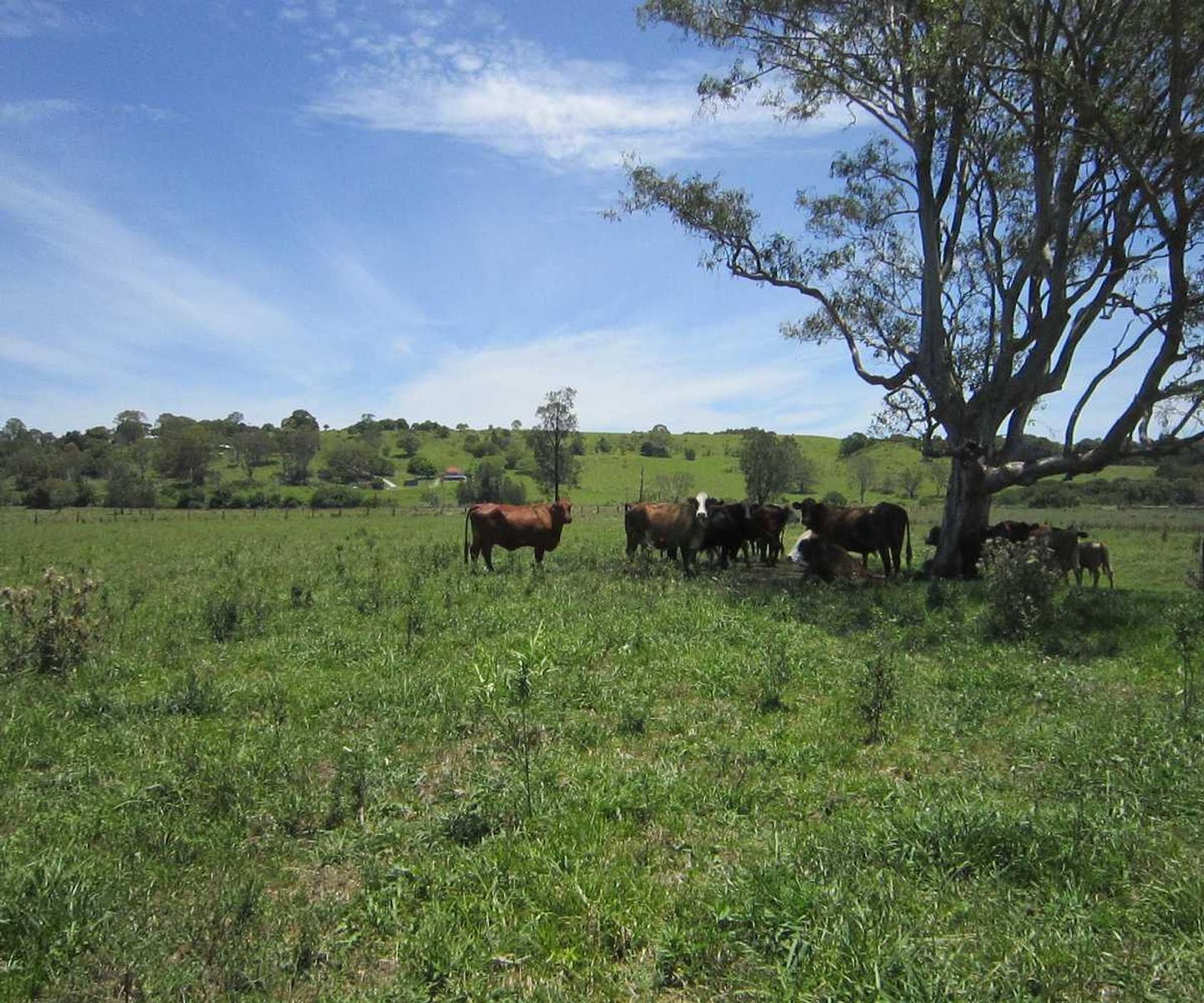2 Coraki Rd, South Gundurimba - Thumbnail 4