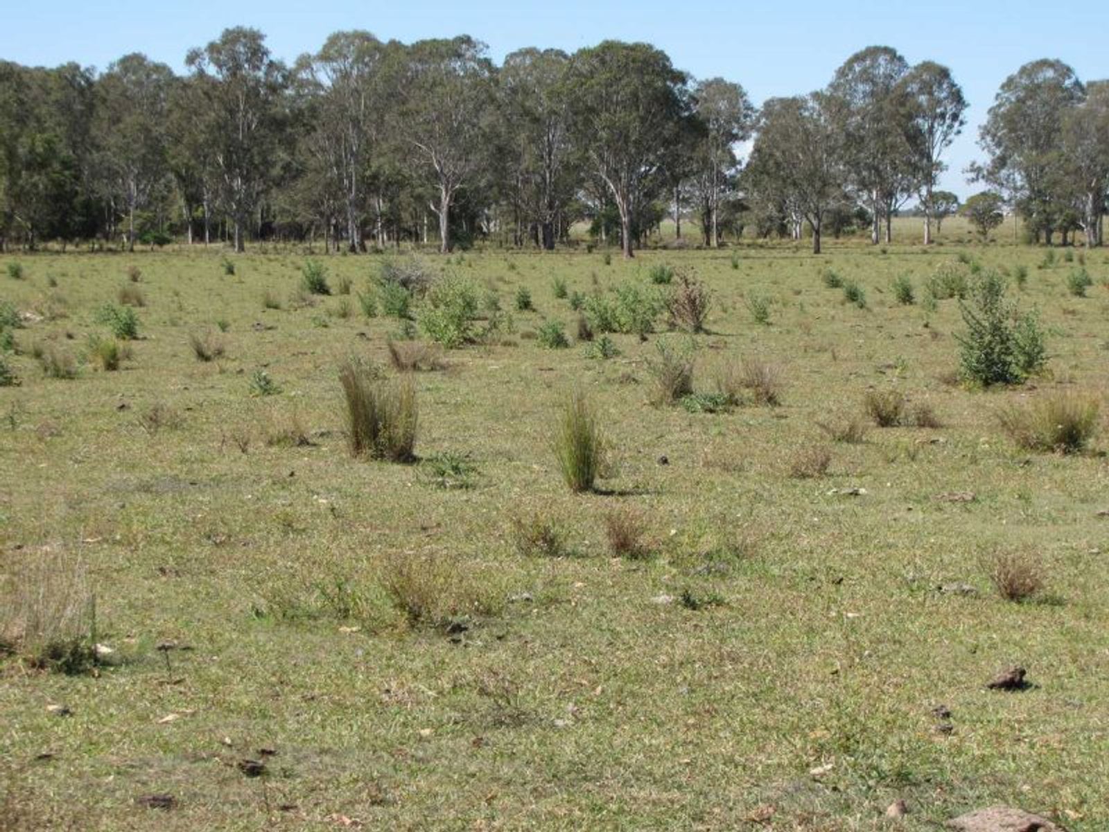 Fogwells Rd NSW 2470, Fogwells Rd - Thumbnail 4