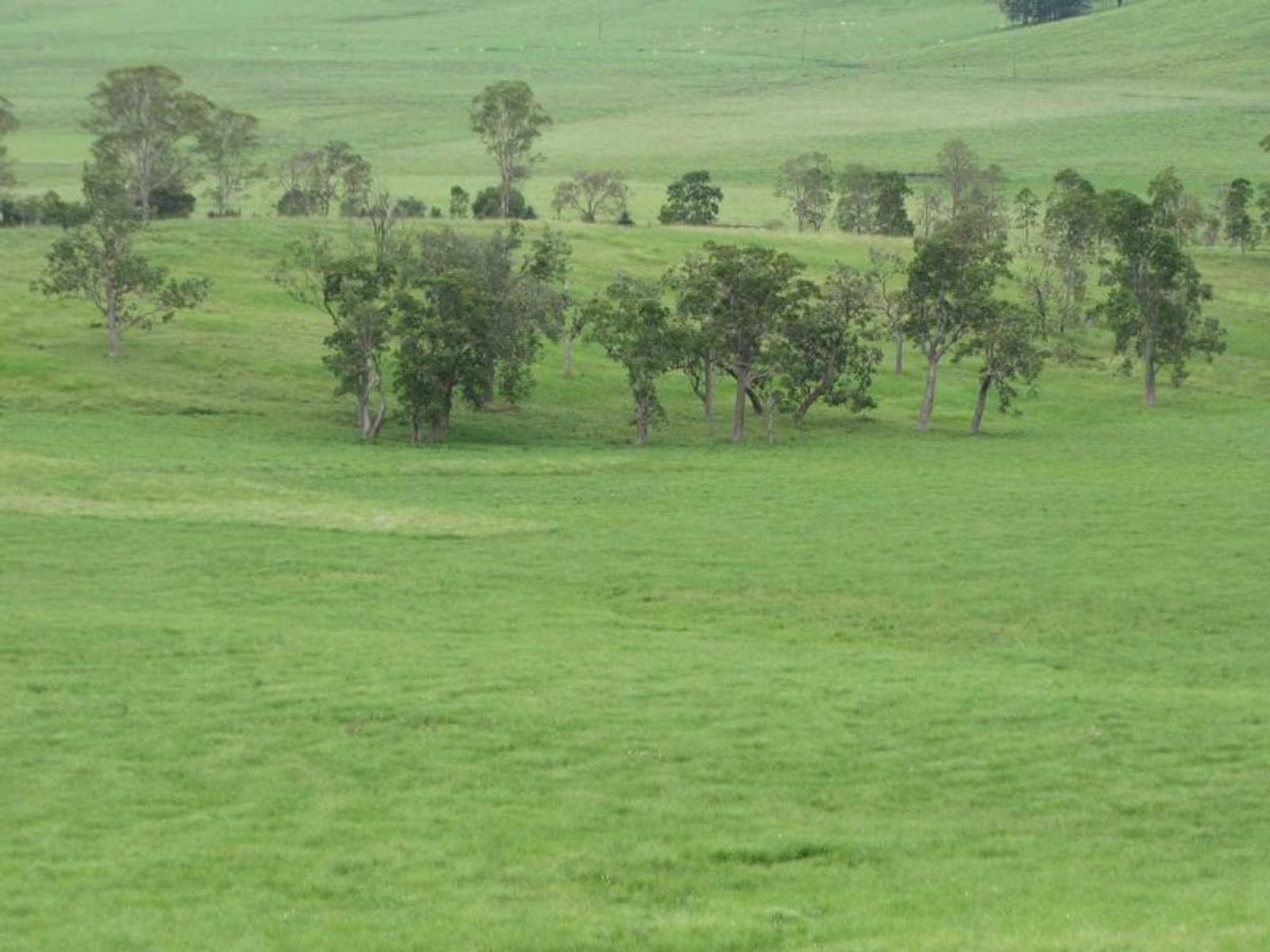 925 Naughtons Gap Rd, Bentley - Thumbnail 5