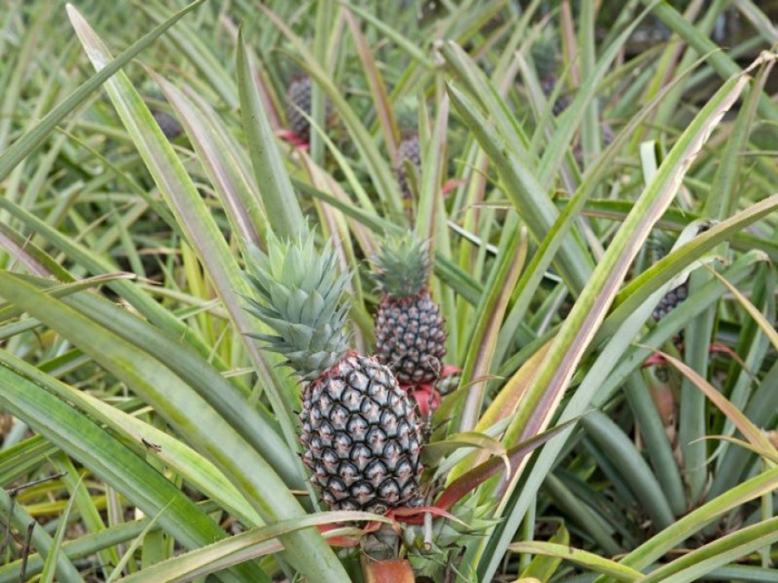 60 Langton Road, Howard Springs NT 0835, Howard Springs - Thumbnail 2