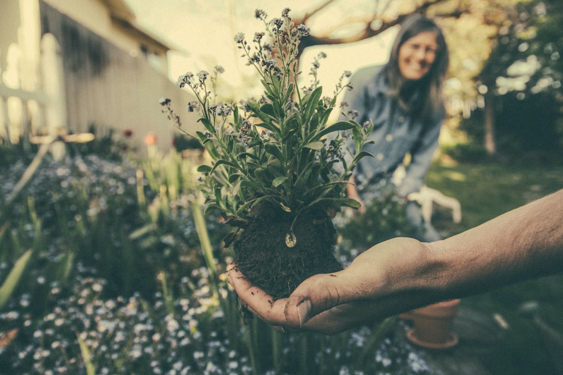 How to best maintain your garden in a rental