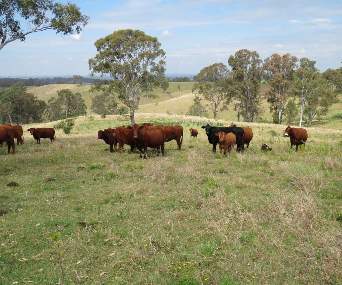 41 Battistuzzi Road, Spring Grove - Thumbnail 4