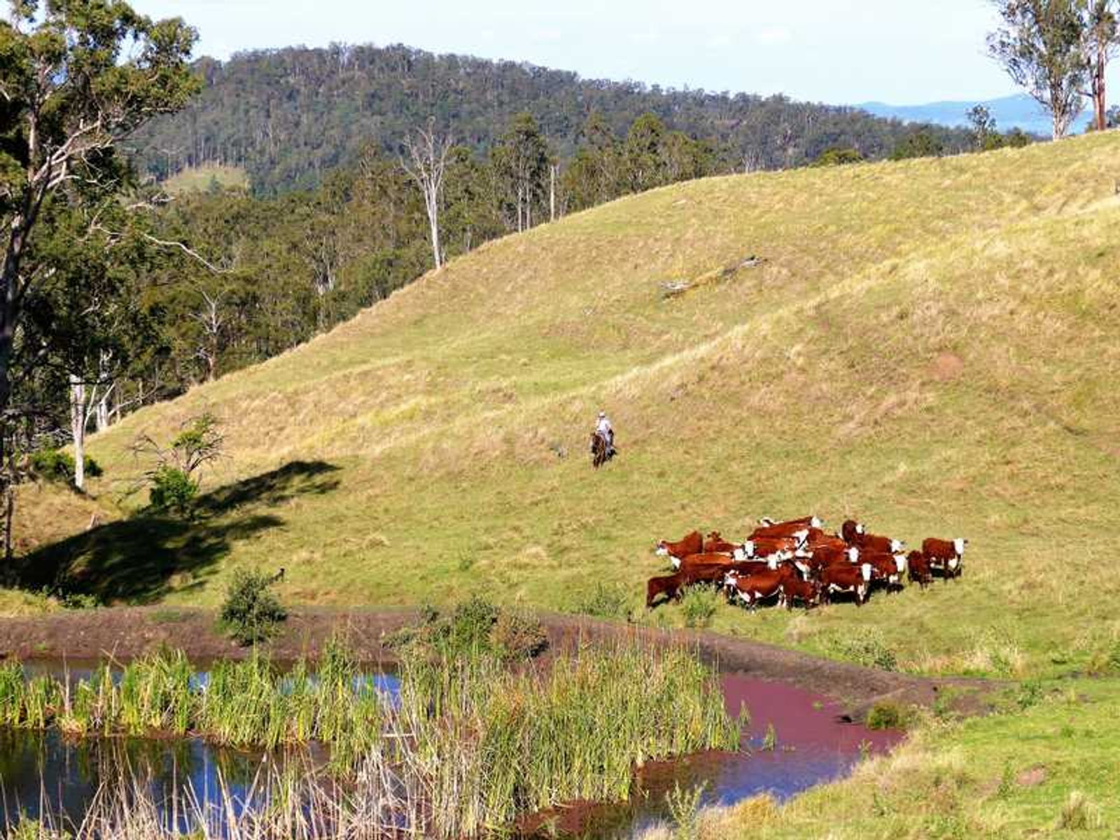 Lot 16 Babyl Creek Road, Babyl Creek - Thumbnail 8