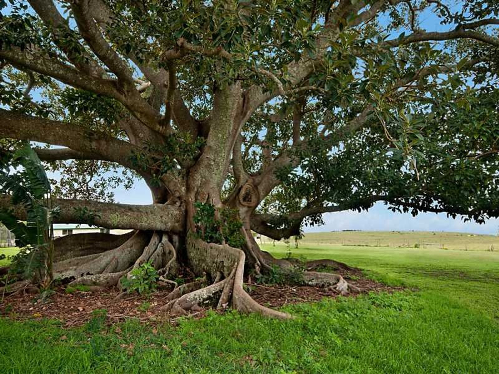 12 Old Byron Bay Road, Newrybar - Thumbnail 6