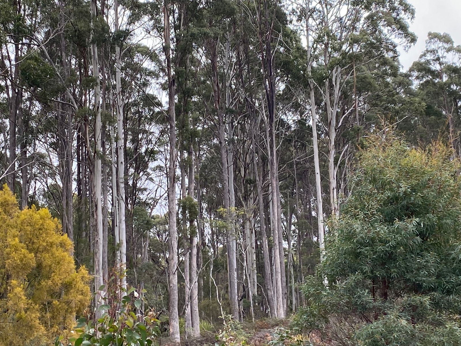 218 Farrells Road, Reedy Marsh TAS 7304, Reedy Marsh - Thumbnail 7
