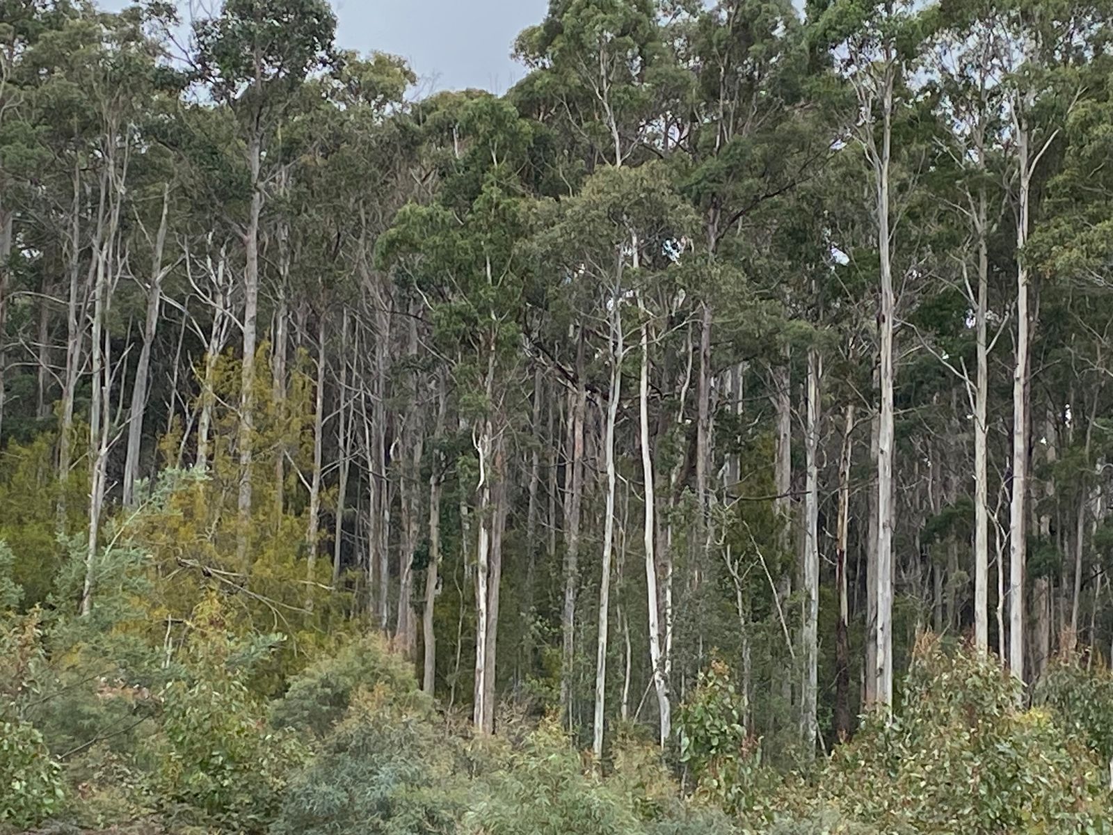 218 Farrells Road, Reedy Marsh TAS 7304, Reedy Marsh - Thumbnail 4