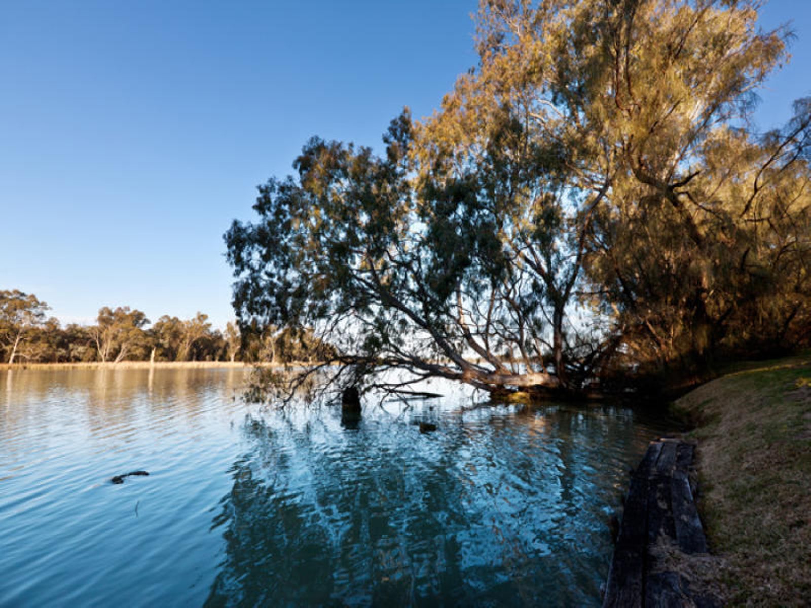 15 Belar Avenue, Nichols Point - Thumbnail 4
