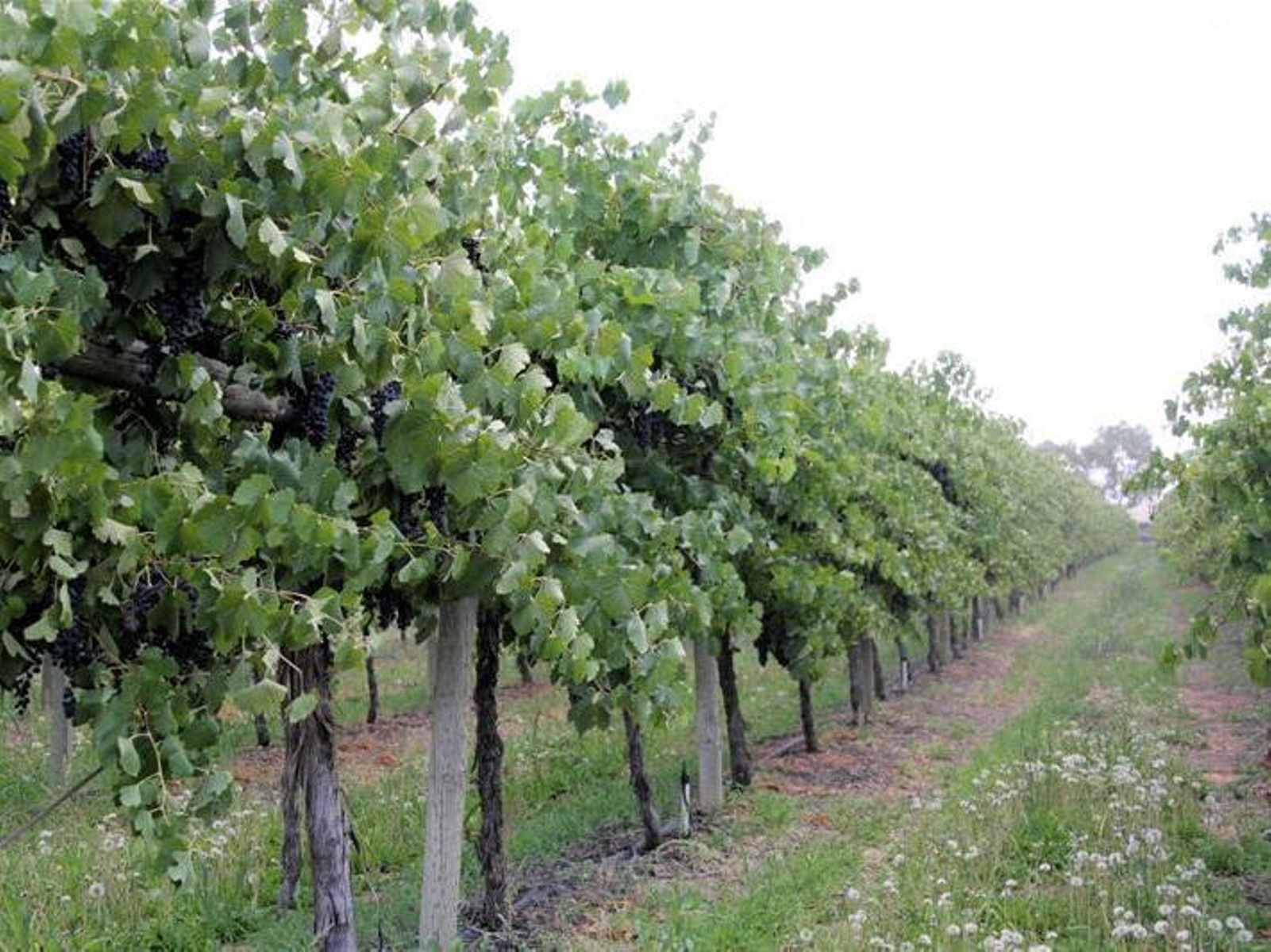 57 First Street, Merbein - Thumbnail 4