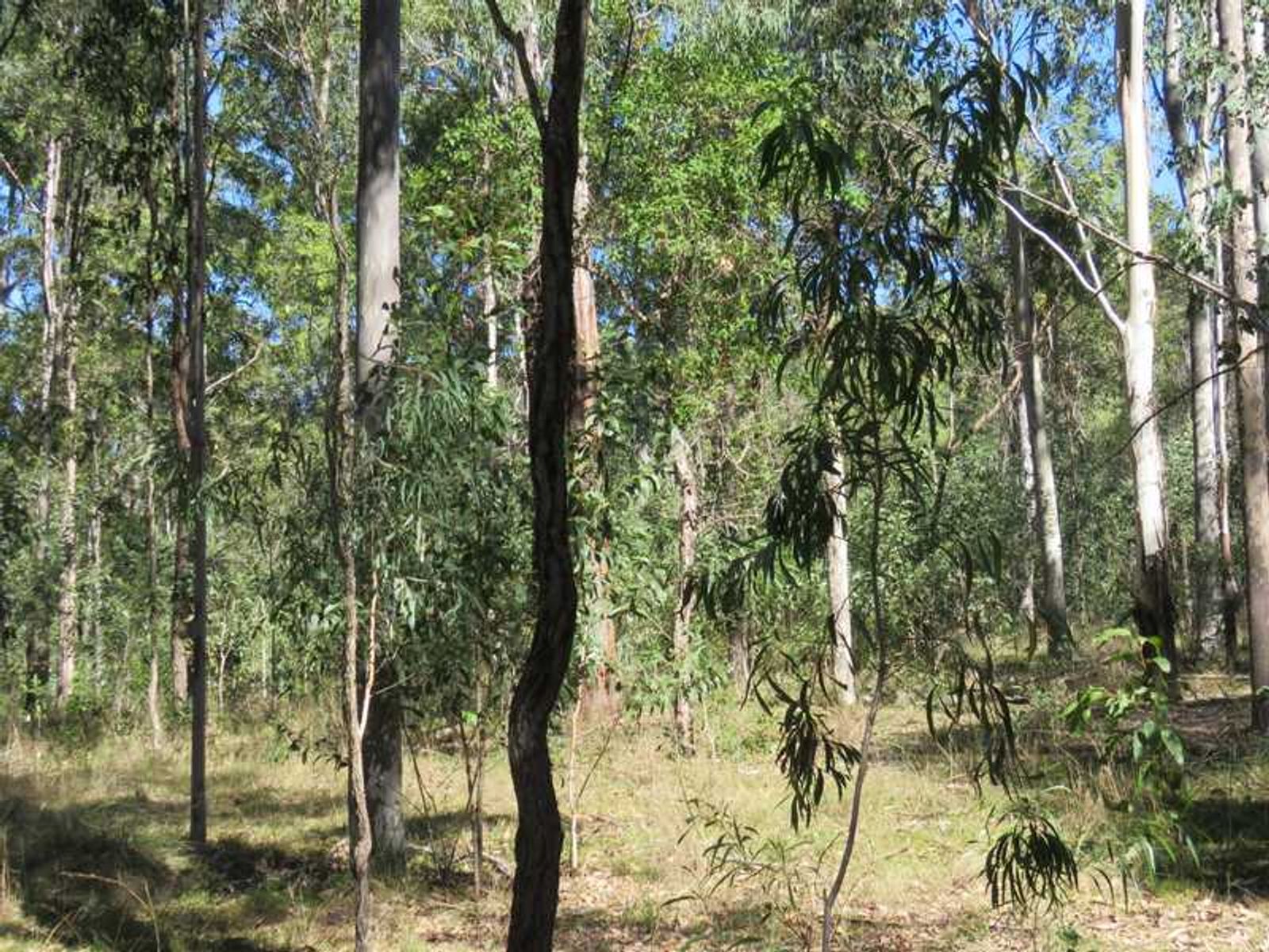 Lot 181 Sugarbag Road, Tabulam - Thumbnail 5
