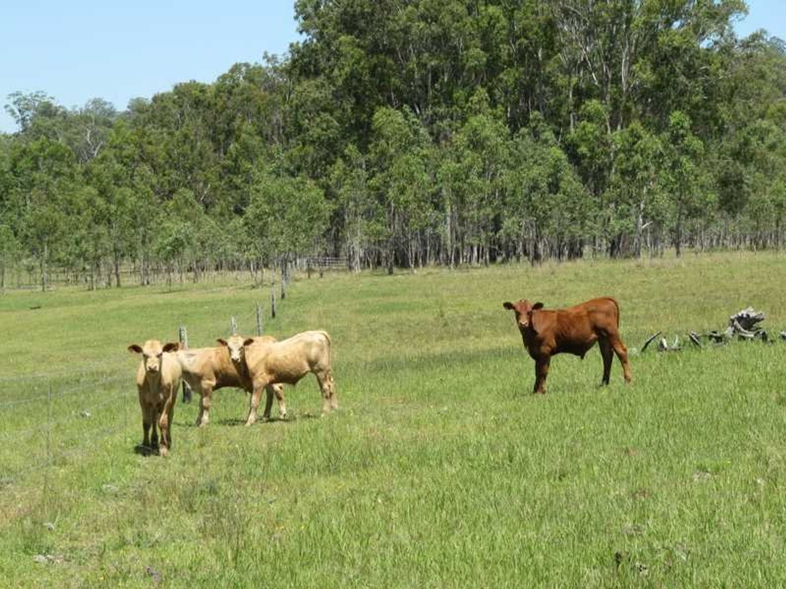 Patersons Road QLD 4373, Patersons Road - Thumbnail 8