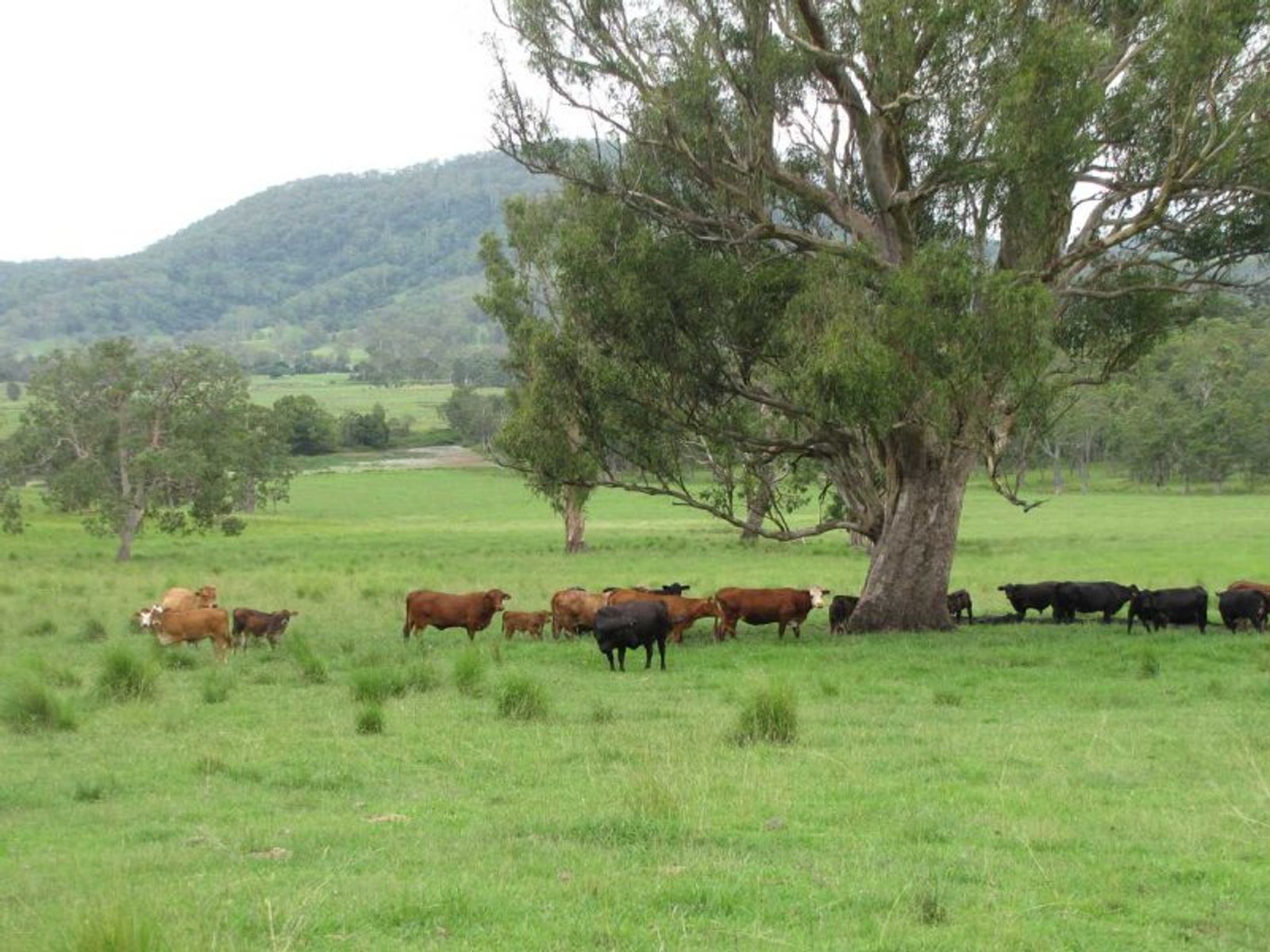 925 Naughtons Gap Rd, Bentley - Thumbnail 4