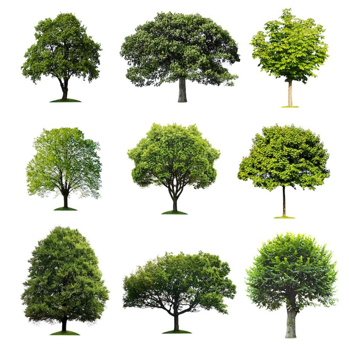 Do Trees Add Value To Your Home?