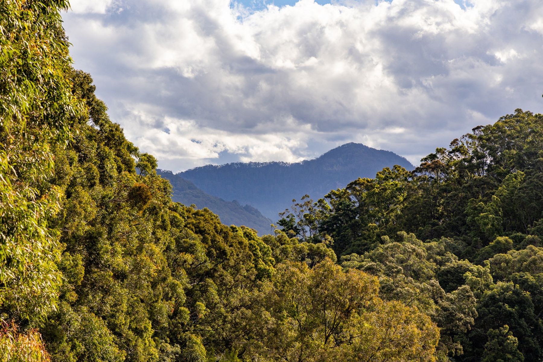Lot 12/470 Main Arm Road, Mullumbimby NSW 2482, Mullumbimby - Thumbnail 4