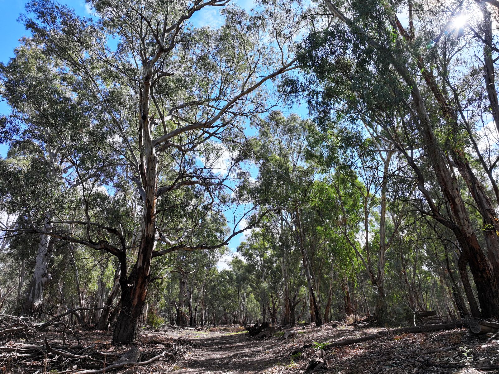 Lot 4 Via Renmark Road, Wentworth - Thumbnail 5