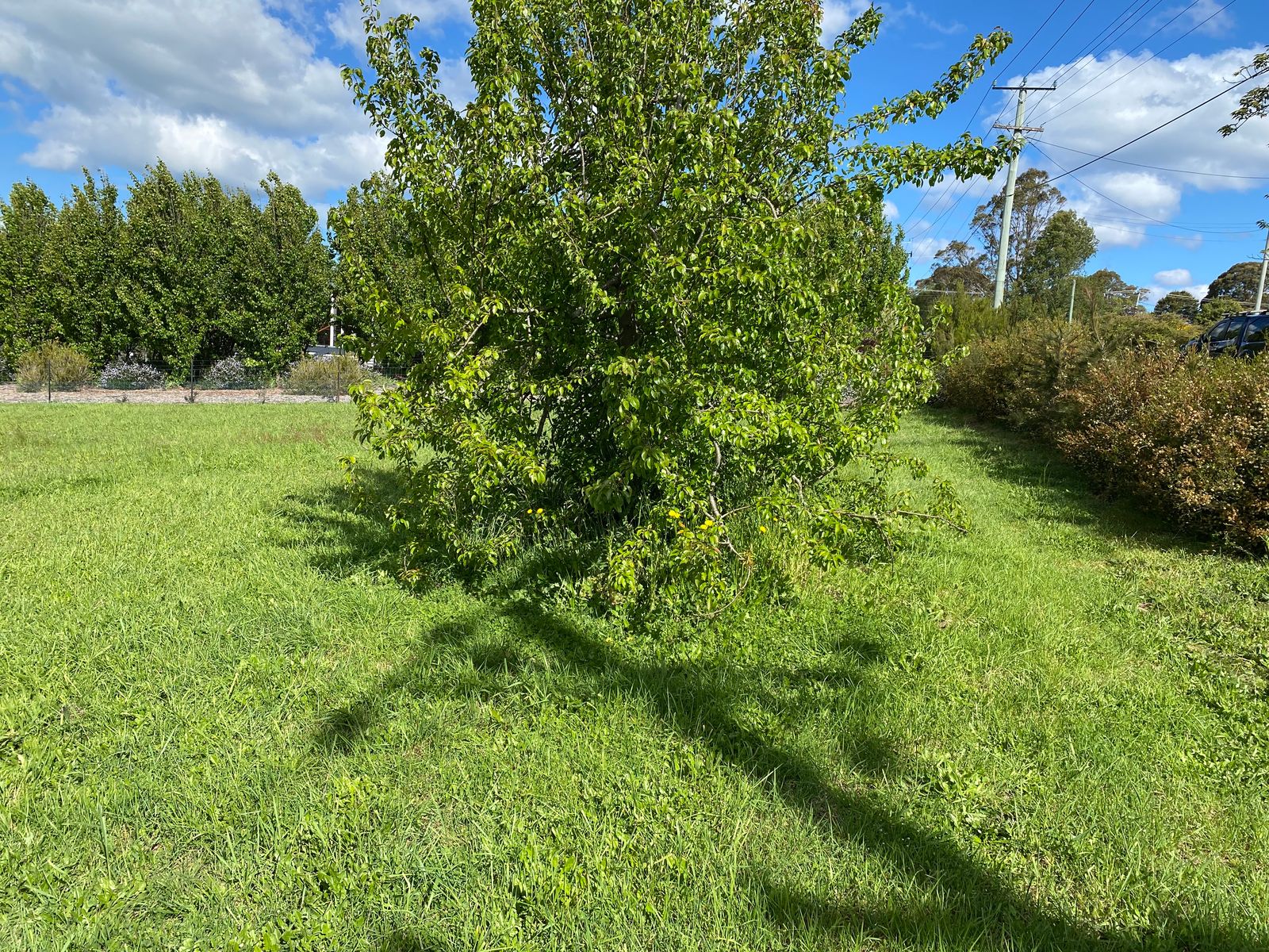 16 East Westbury Place,, Deloraine TAS 7304, Deloraine - Thumbnail 5