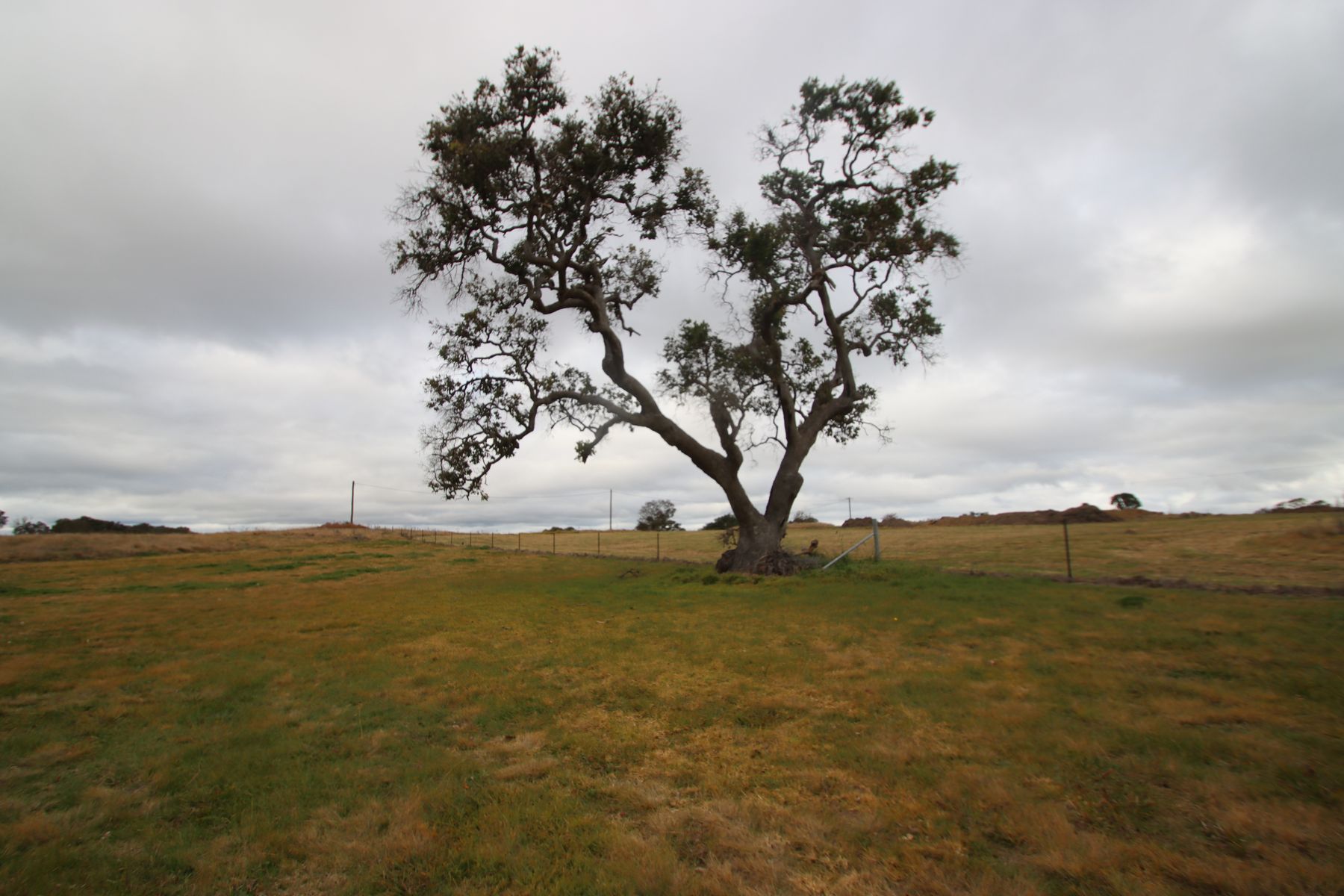 148B Sunnyside Loop Road, Tenterfield NSW 2372, Tenterfield - Thumbnail 3