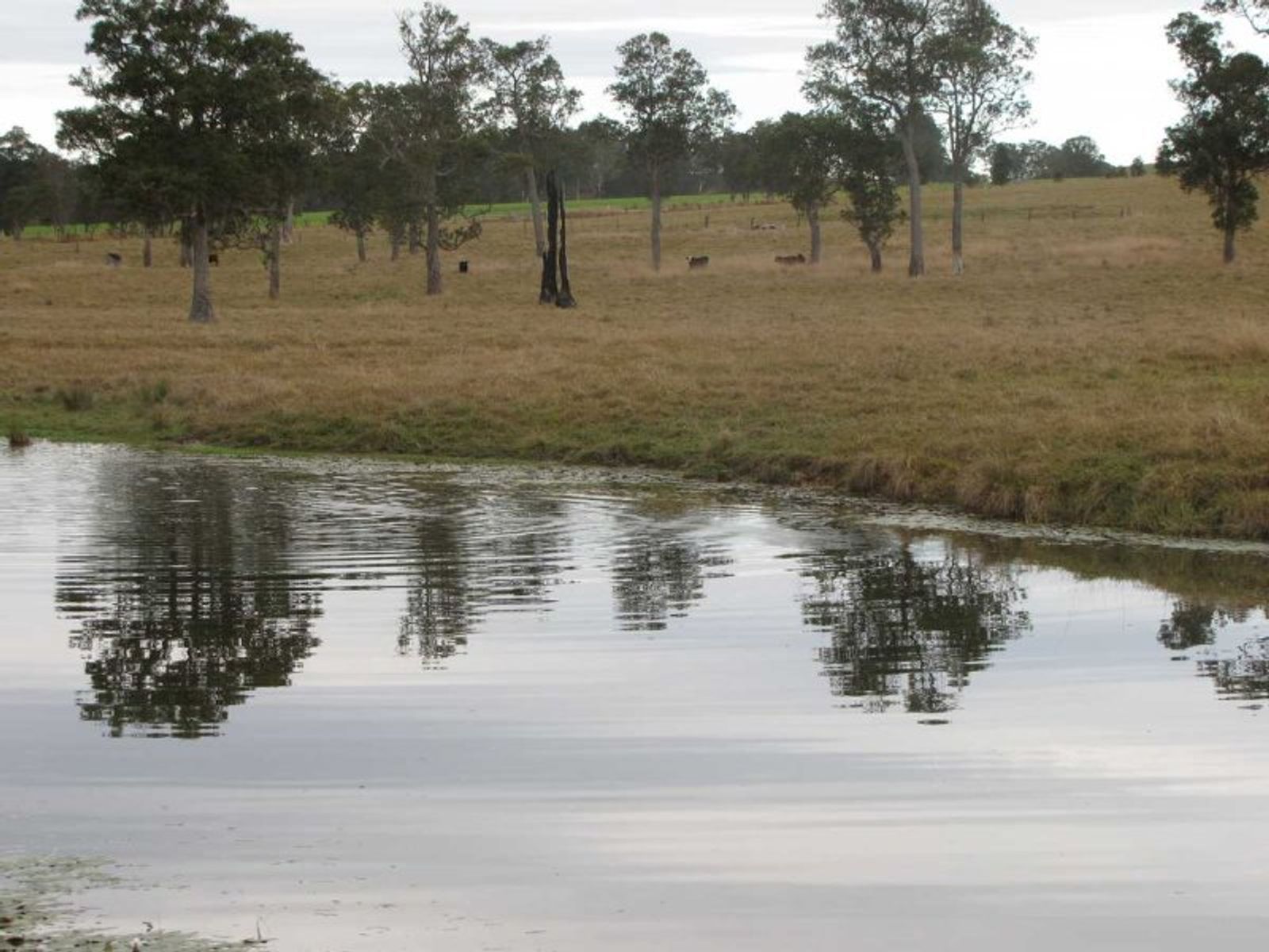 Lot 124, Bonalbo Rd, Mallanganee - Thumbnail 5