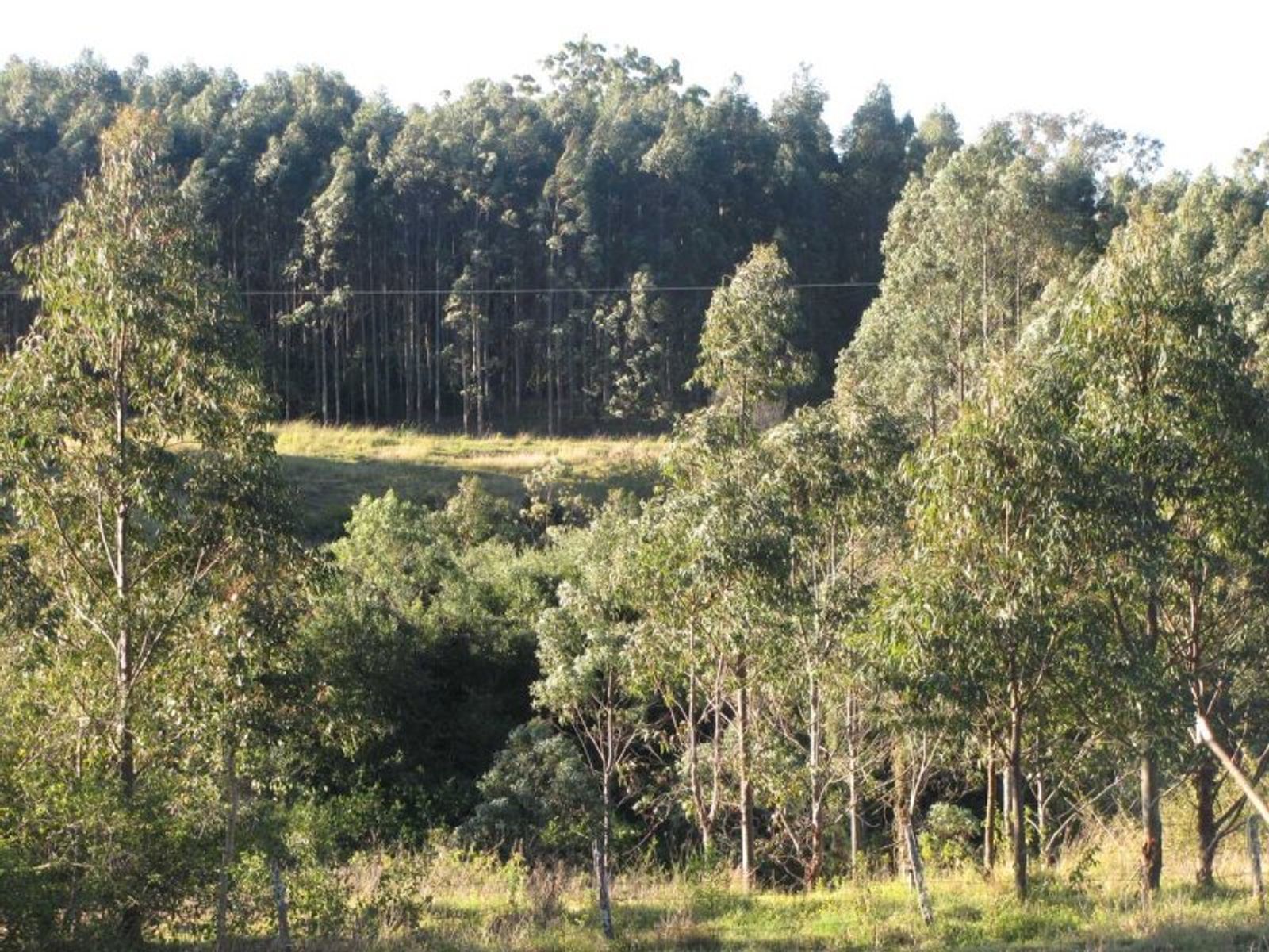 Hogarth Range NSW 2469, Hogarth Range - Thumbnail 4