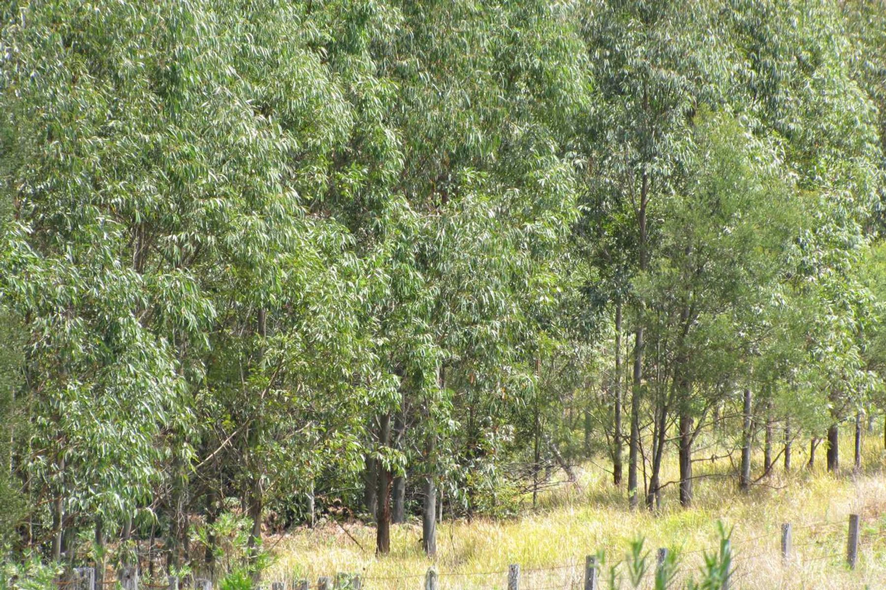 Gambley Yabra Road Yabra via, Old Bonalbo - Thumbnail 7