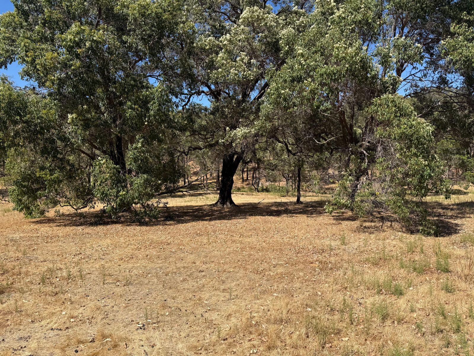 59 Lyons Road, Waroona WA 6215, Waroona - Thumbnail 6