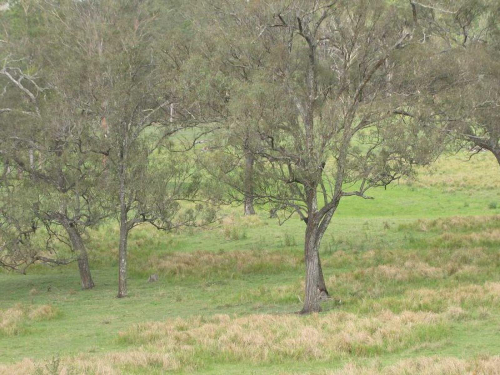 Dyraaba Rd NSW 2470, Dyraaba Rd - Thumbnail 4