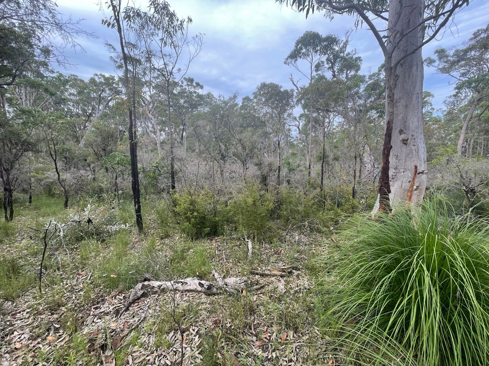 Lot 2711 Carrington Road, North Arm Cove NSW 2324, North Arm Cove - Thumbnail 3