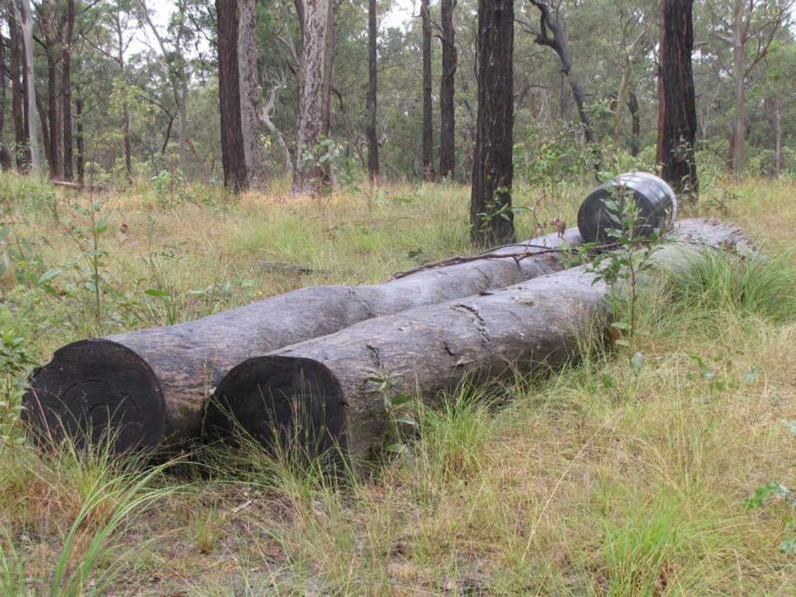 Lot 20 Old Bruxner Road, Drake Village - Thumbnail 7