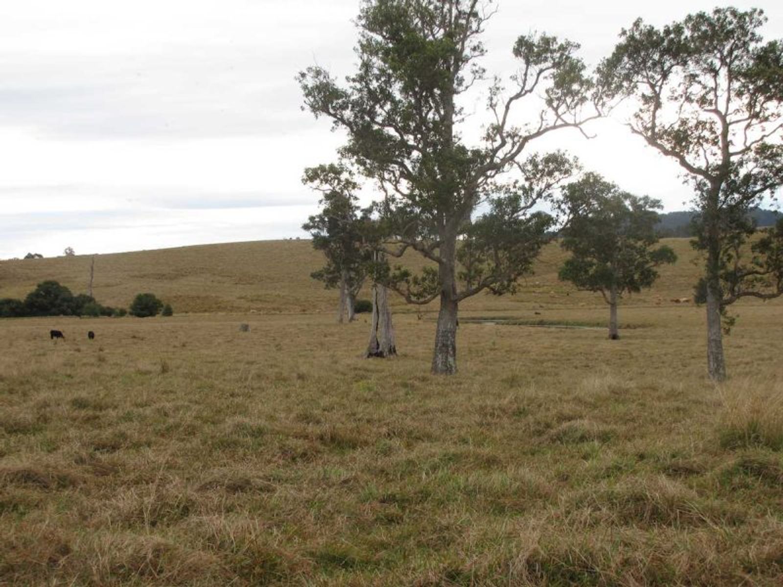Lot 124, Bonalbo Rd, Mallanganee - Thumbnail 7