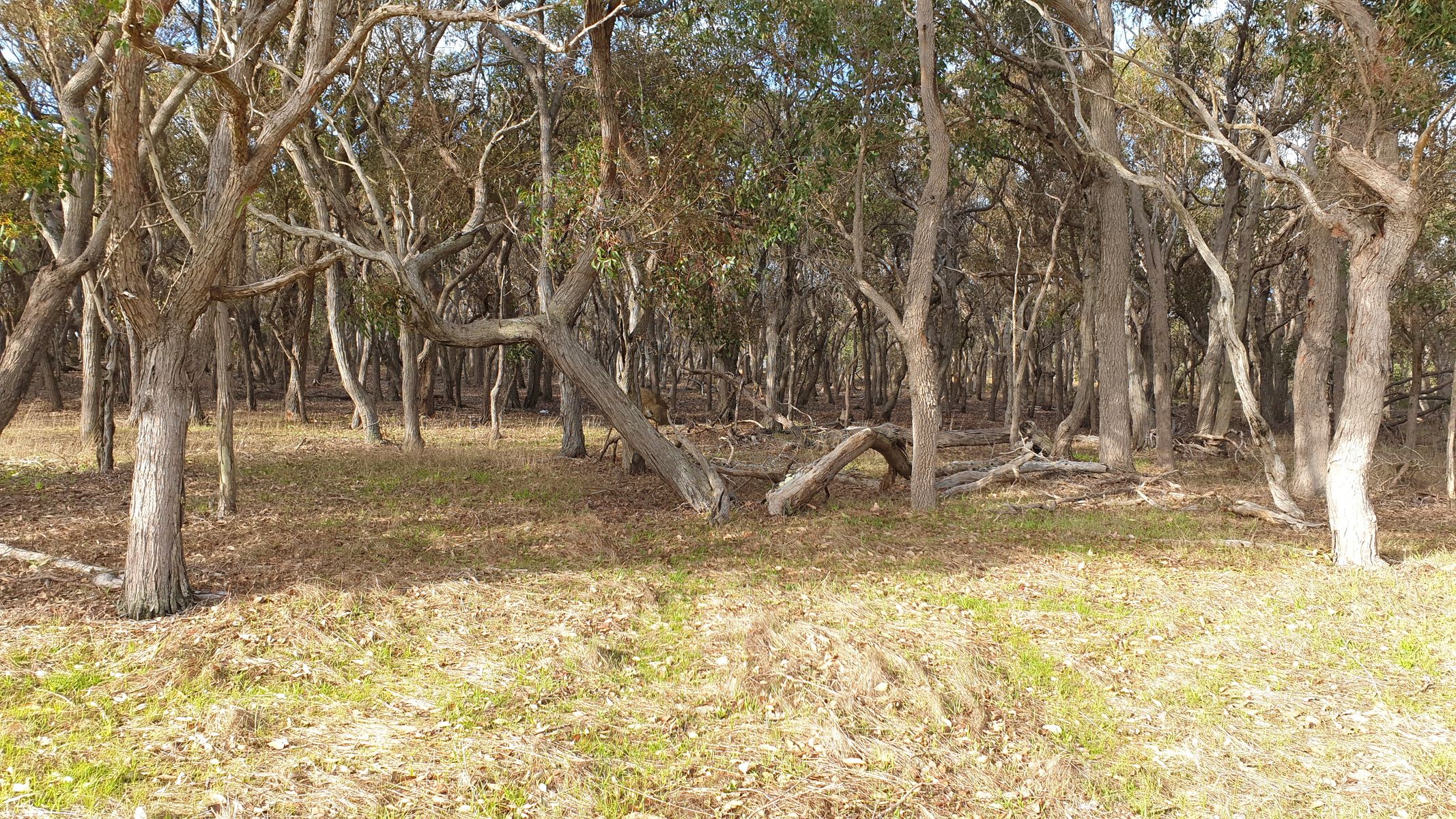 15 Northey Retreat, Mount Barker WA 6324, Mount Barker - Thumbnail 3