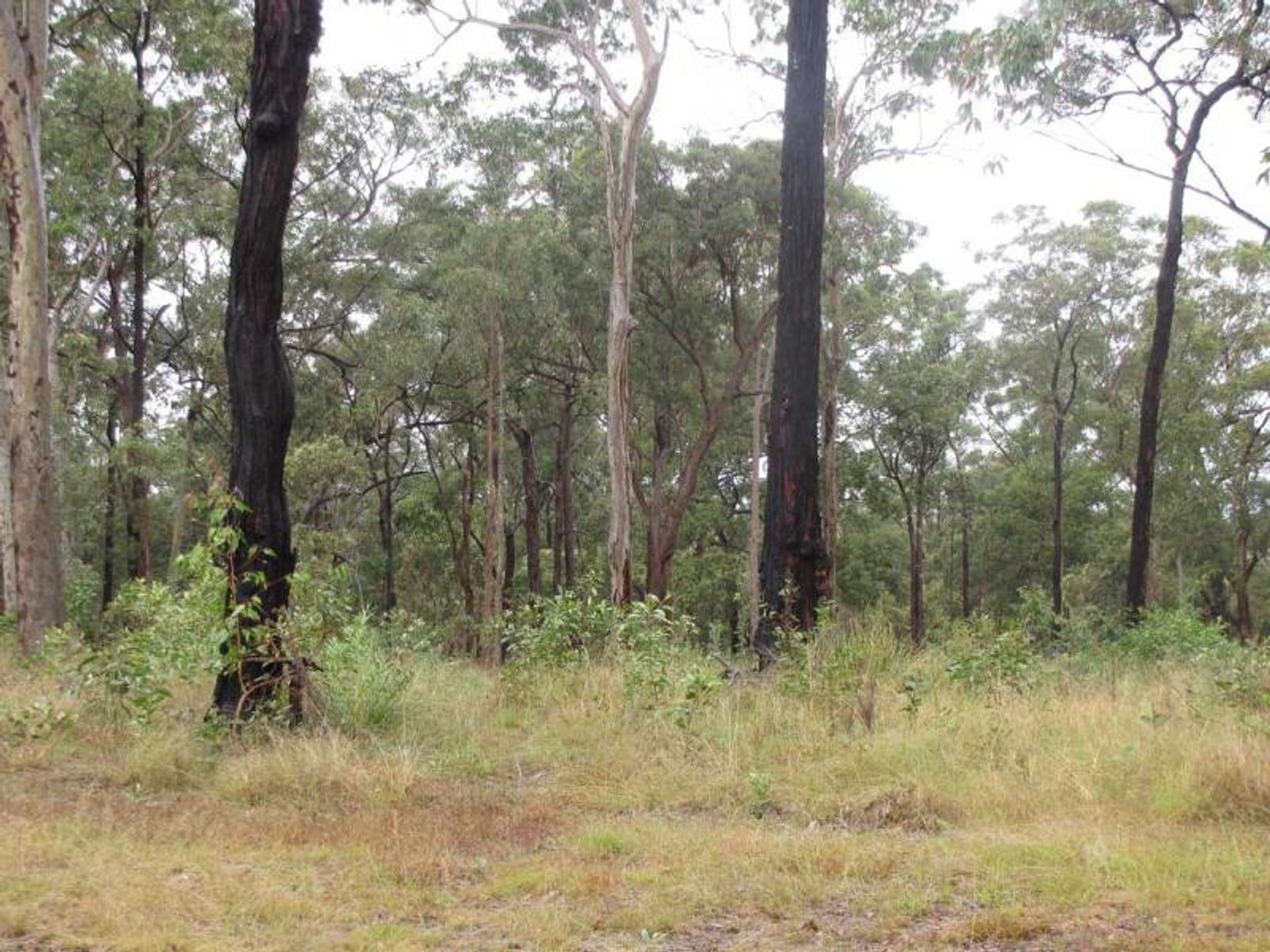 Lot 20 Old Bruxner Road, Drake Village - Thumbnail 5