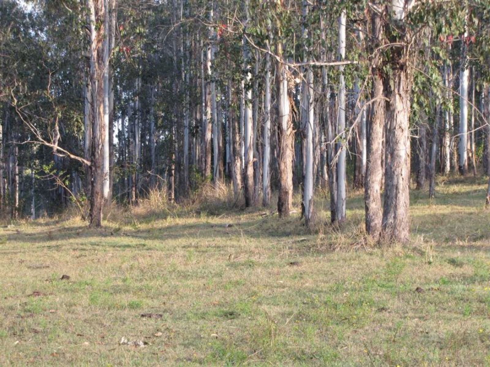 Saye Dunns Road, Doubtful Creek - Thumbnail 4