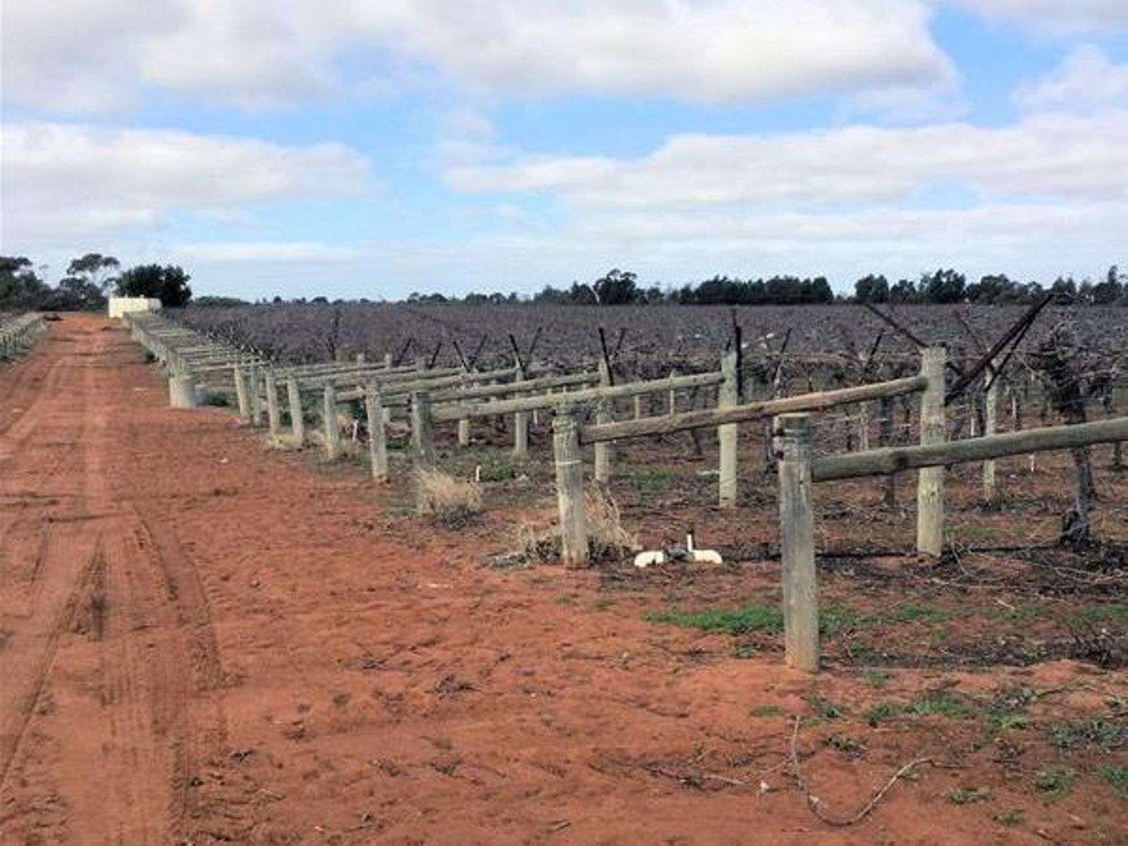 698-699-700 Boomerang Avenue, Irymple - Thumbnail 5