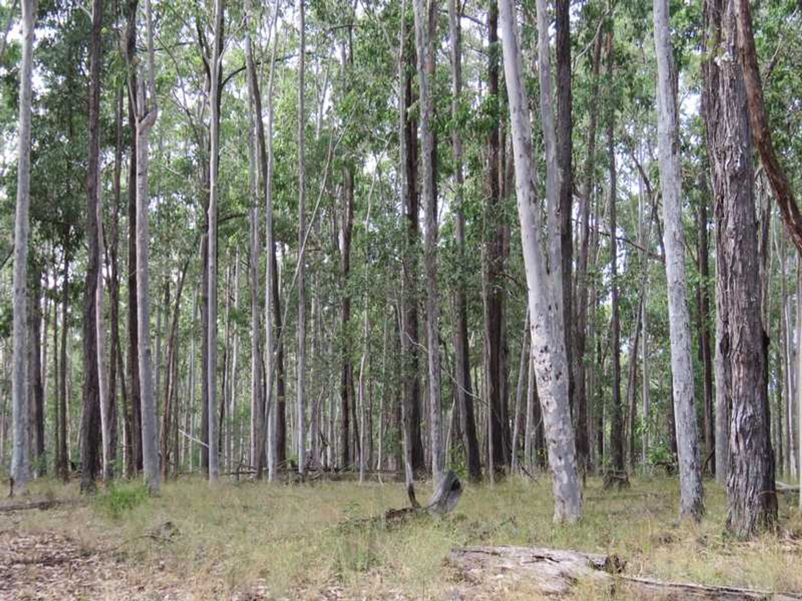 Mount Marsh Road, Whiporie - Thumbnail 7