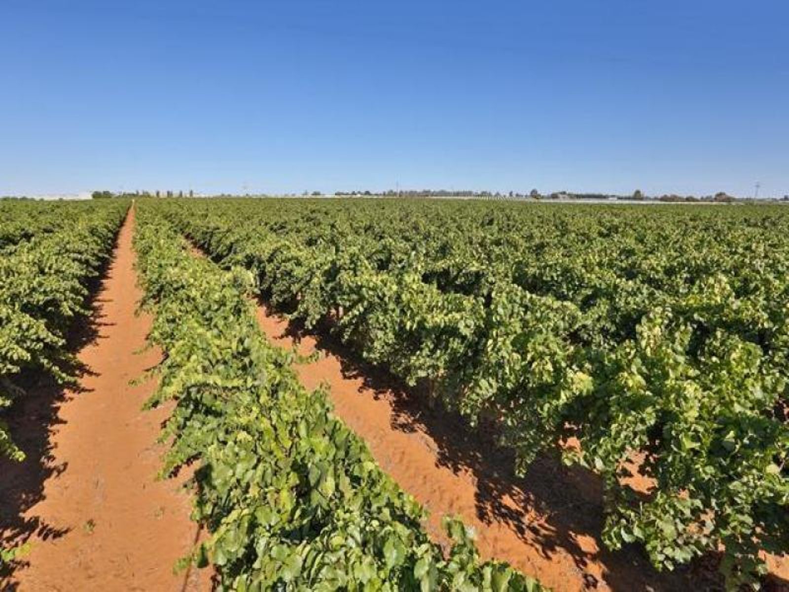 Lot 2, 561 Dow Avenue, Irymple - Thumbnail 6