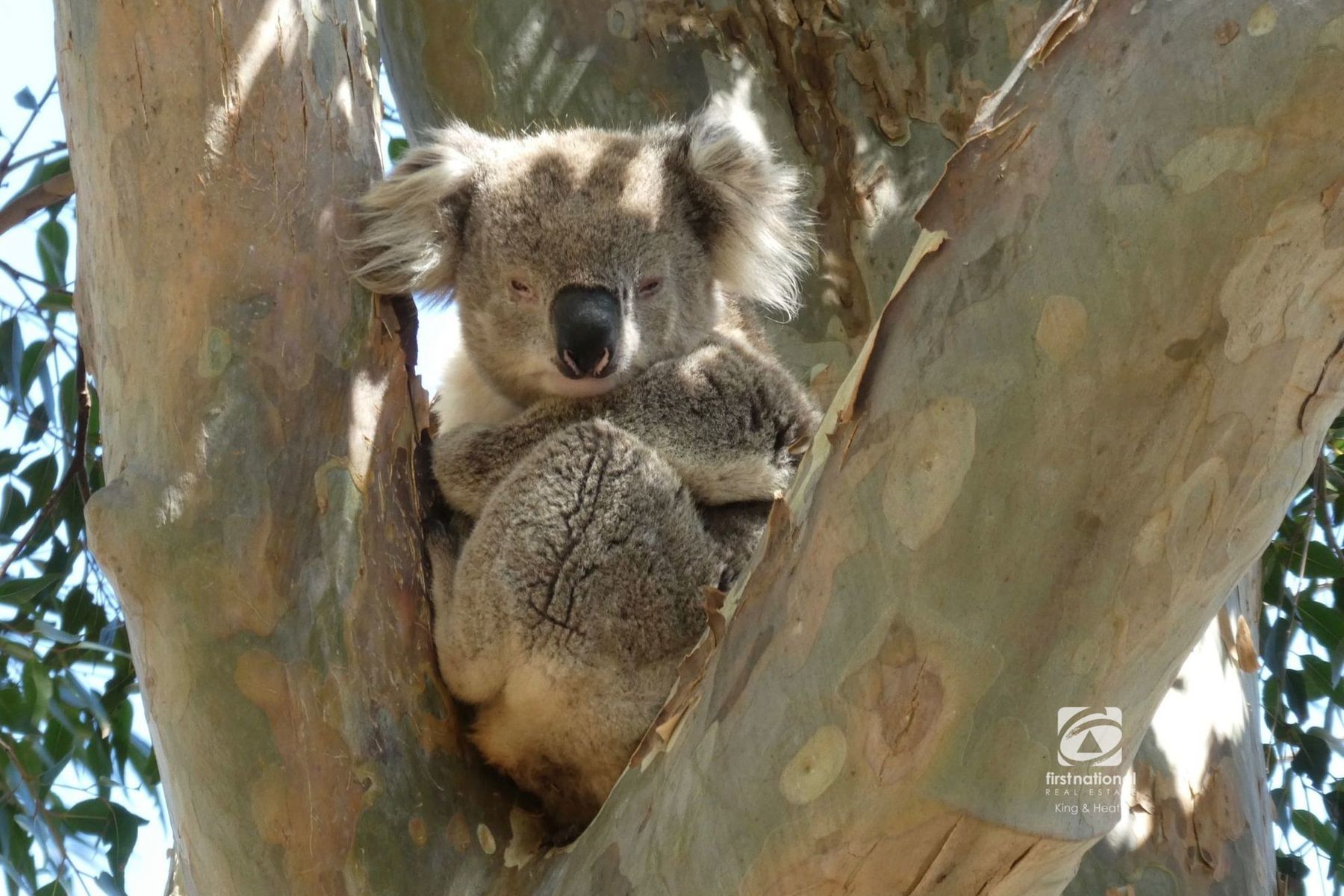 30 Fourth Avenue, Raymond Island VIC 3880, Raymond Island - Thumbnail 8