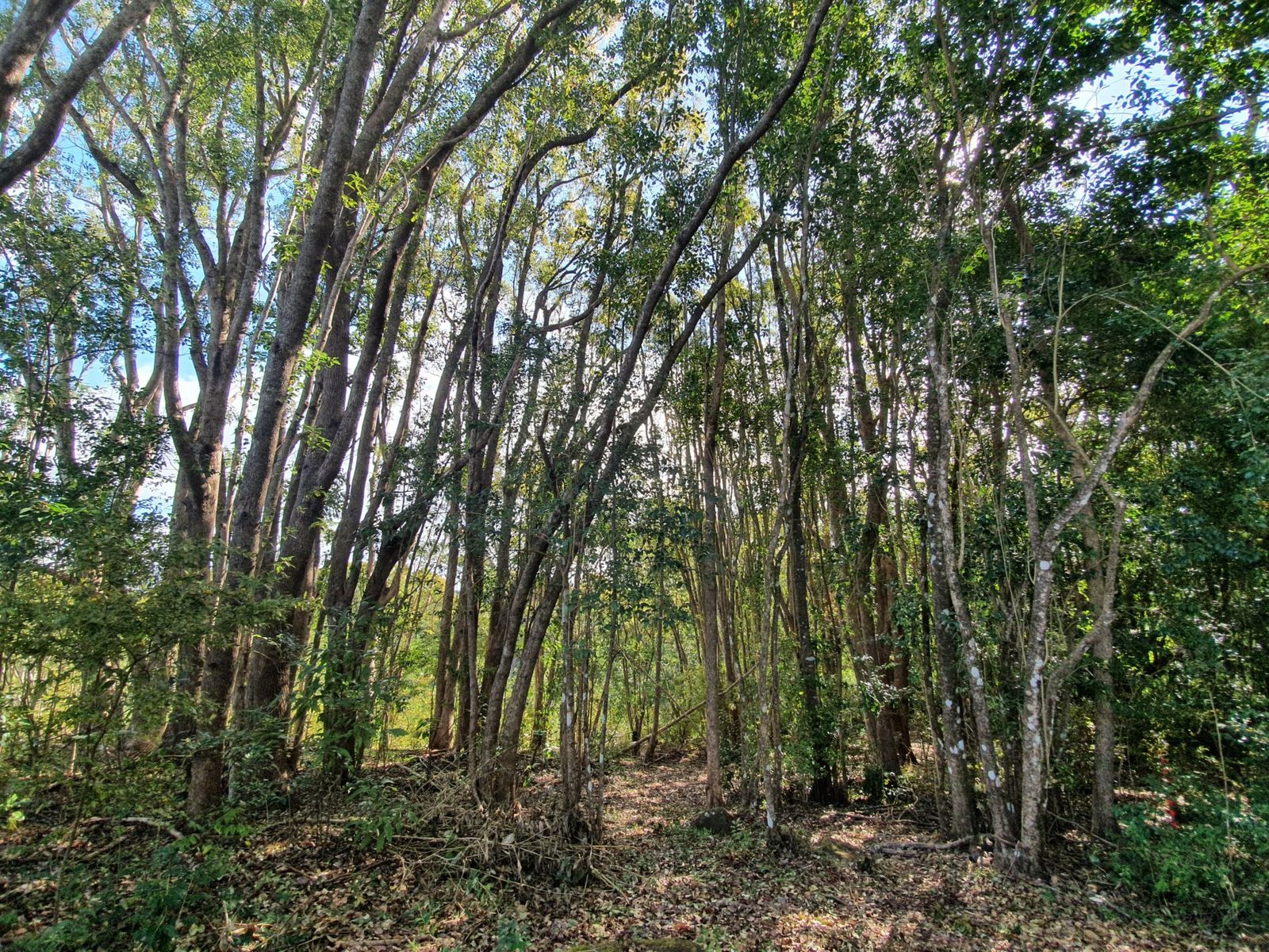 Lot 1 Booyong Rd, Booyong - Thumbnail 5