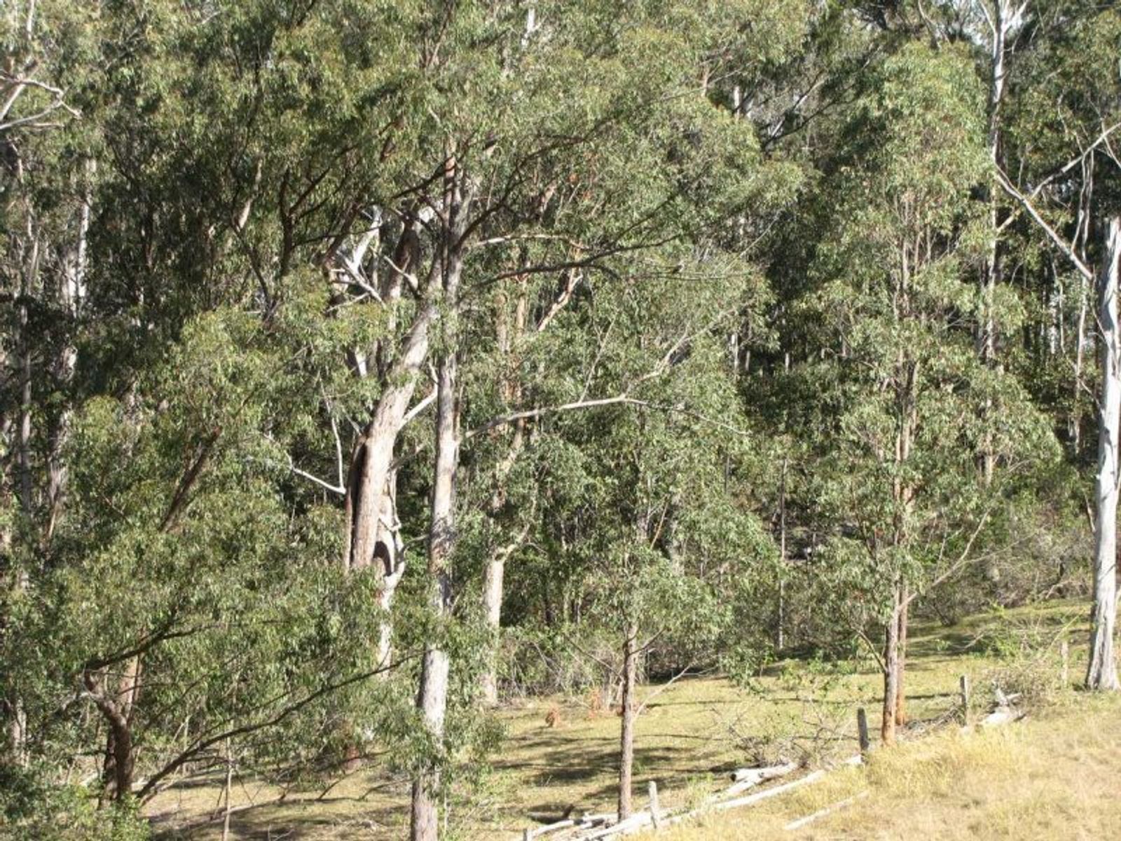 Dyraaba NSW 2470, Dyraaba - Thumbnail 5