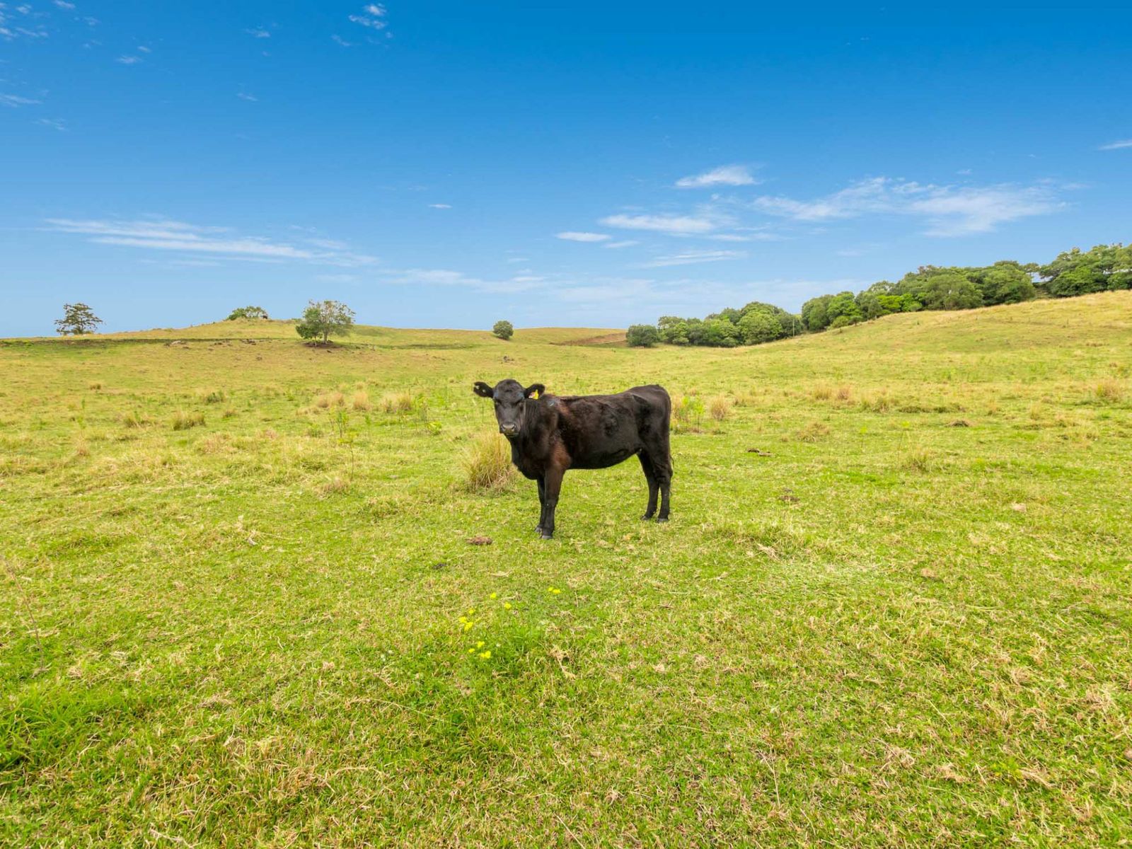 25 Coraki Road, South Gundurimba - Thumbnail 8