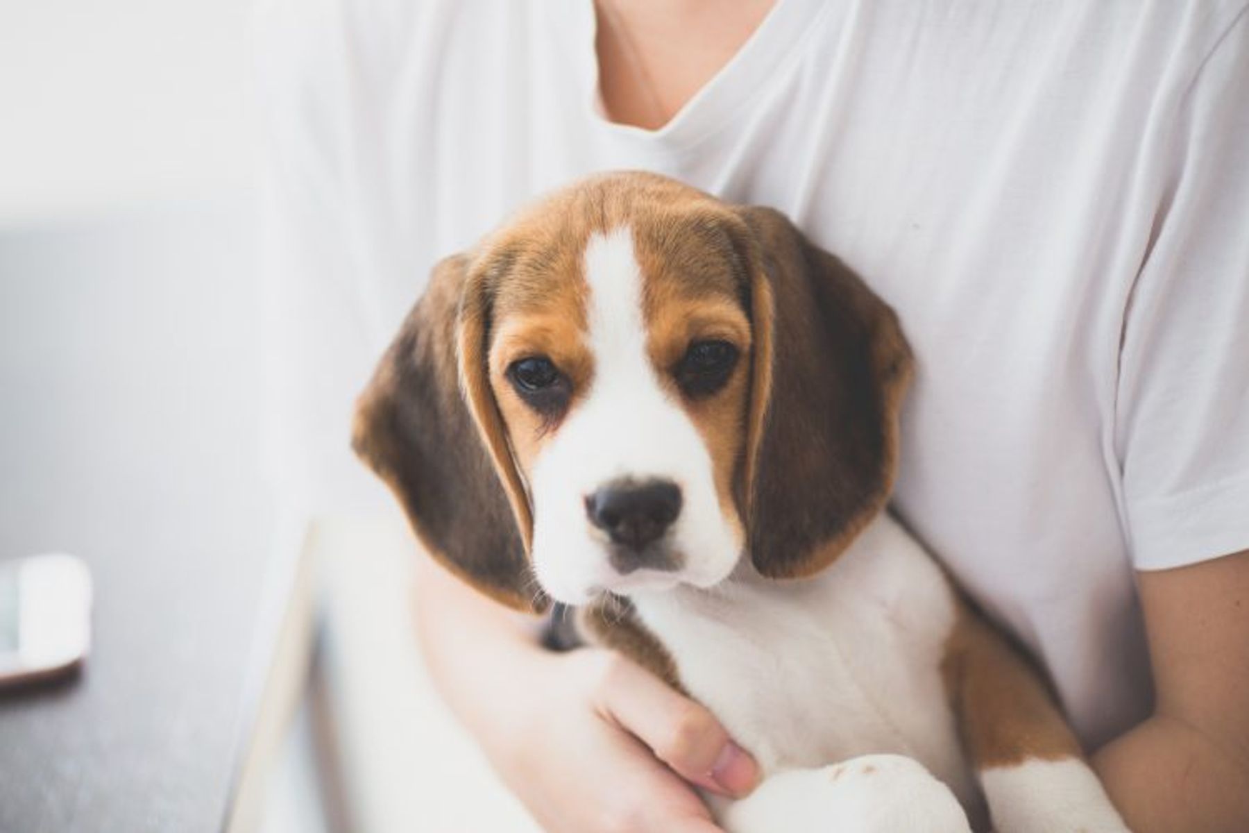 5 tips to puppy proof your home