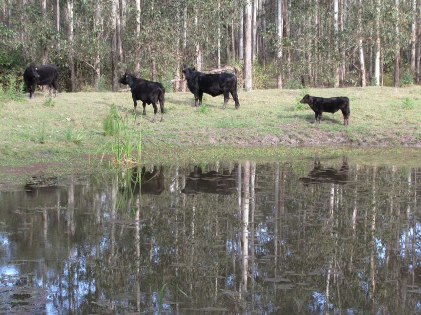Summerville Babyl Creek Road, Babyl Creek - Thumbnail 4