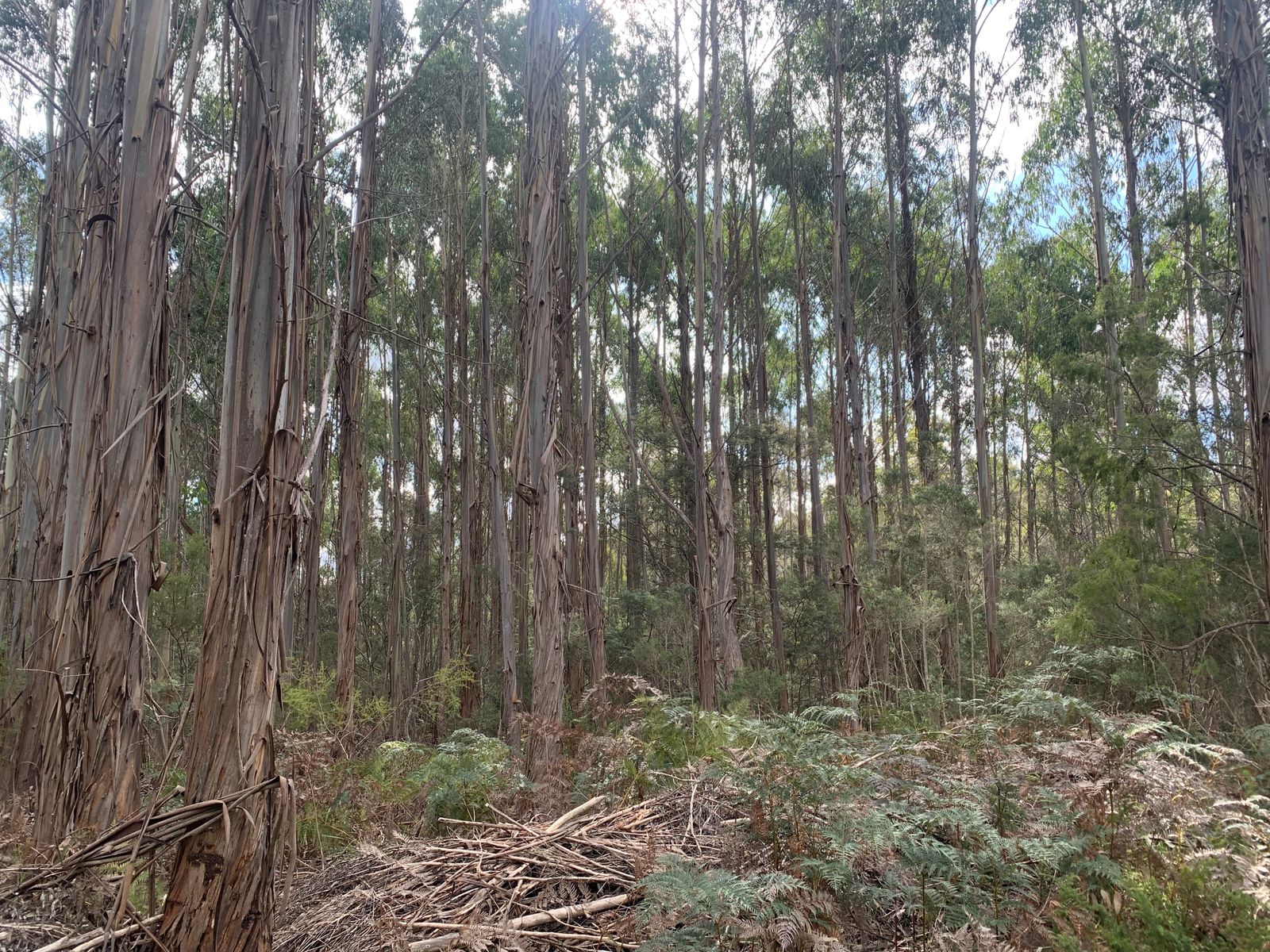 Lot 1 North St, Elizabeth Town TAS 7304, Elizabeth Town - Thumbnail 3