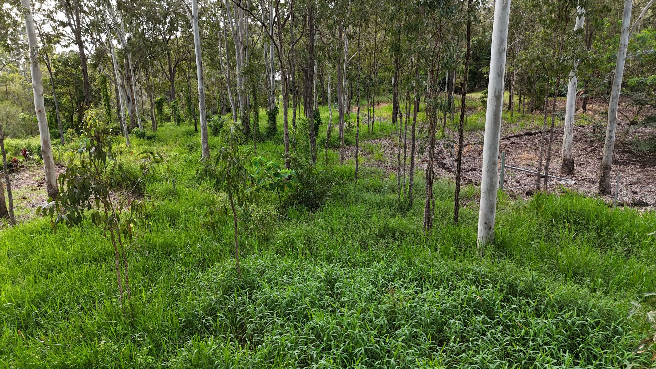 Lot 921 Bulankoff Road, Tolga QLD 4882, Tolga - Thumbnail 2