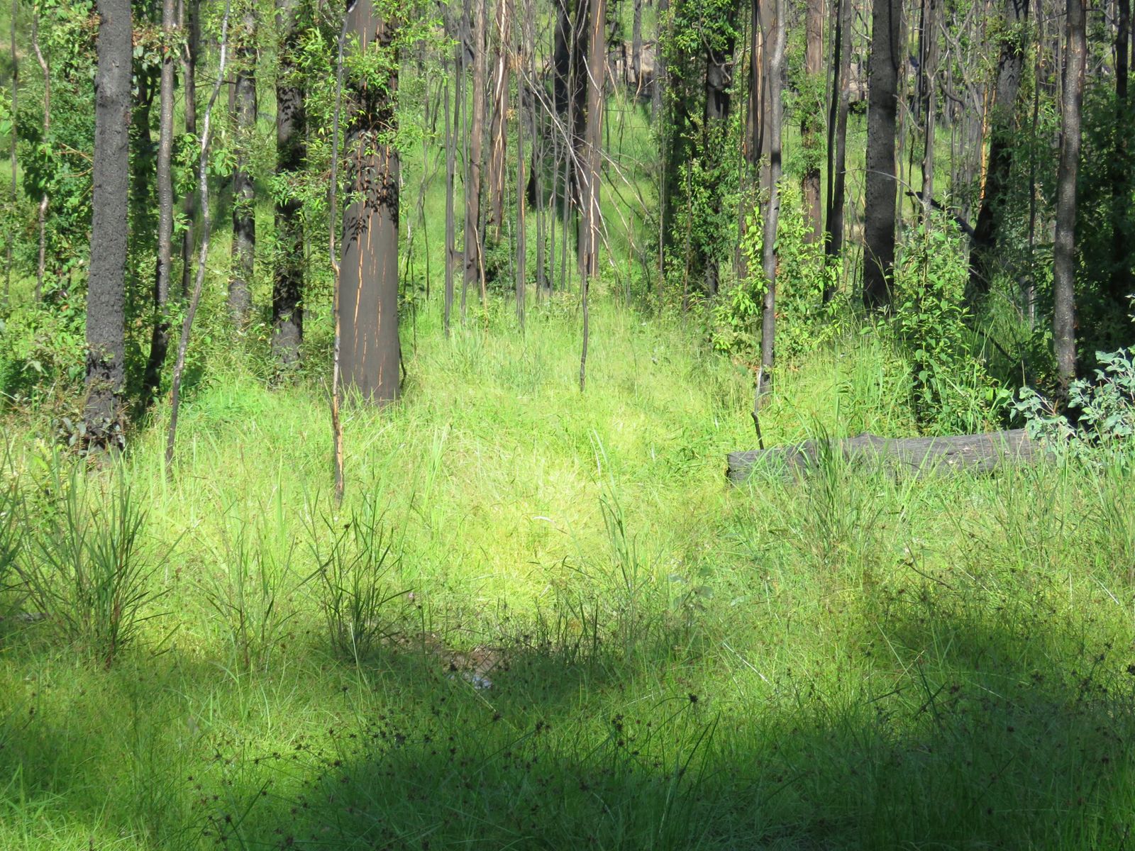3219 Old Tenterfield Road, Busbys Flat, NSW 2469, Busbys Flat - Thumbnail 8