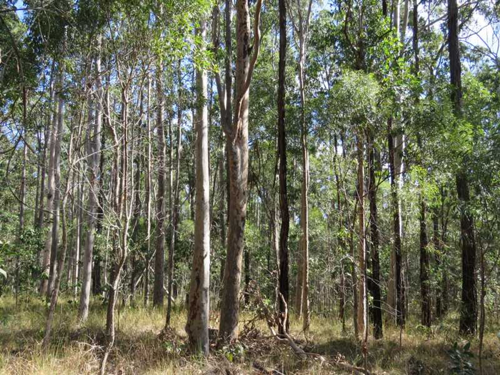 30 Hanna's Road, Gibberagee, NSW 2469, Gibberagee - Thumbnail 6